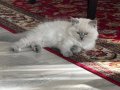 Süper tatlı, şirin ve oyuncu