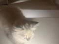 Süper tatlı, şirin ve oyuncu