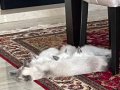 Süper tatlı, şirin ve oyuncu