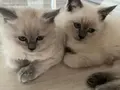 Süper tatlı, şirin ve oyuncu