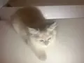 Süper tatlı, şirin ve oyuncu