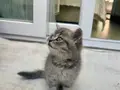 Leo 3 aylık ayı suratlı bebeğimiz tam bir oyun kedisi 