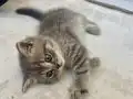 Leo 3 aylık ayı suratlı bebeğimiz tam bir oyun kedisi 