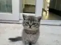 Leo 3 aylık ayı suratlı bebeğimiz tam bir oyun kedisi 