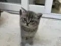 Leo 3 aylık ayı suratlı bebeğimiz tam bir oyun kedisi 