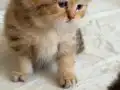 Golden Yavrular Hazır