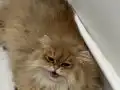KISIRLAŞTIRILMIŞ BRİTİSH GOLDEN LONG HAİR