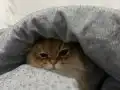 KISIRLAŞTIRILMIŞ BRİTİSH GOLDEN LONG HAİR