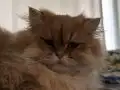 KISIRLAŞTIRILMIŞ BRİTİSH GOLDEN LONG HAİR