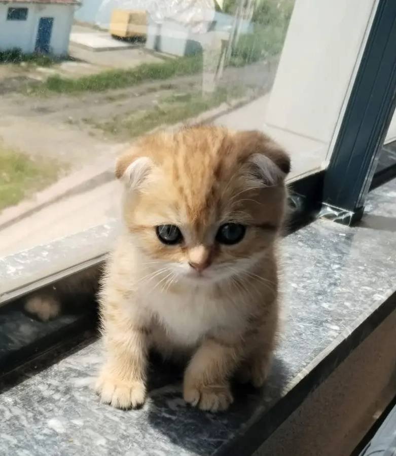 2 yas erkek yavru kedi