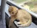 2 yas erkek yavru kedi