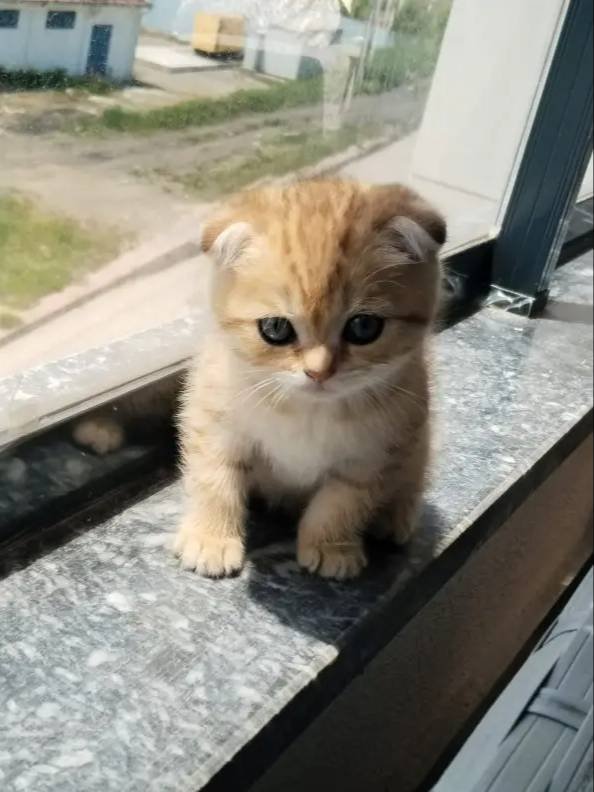 2 yas erkek yavru kedi