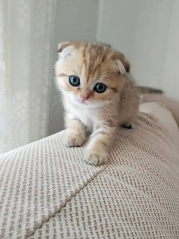 2 yas erkek yavru kedi