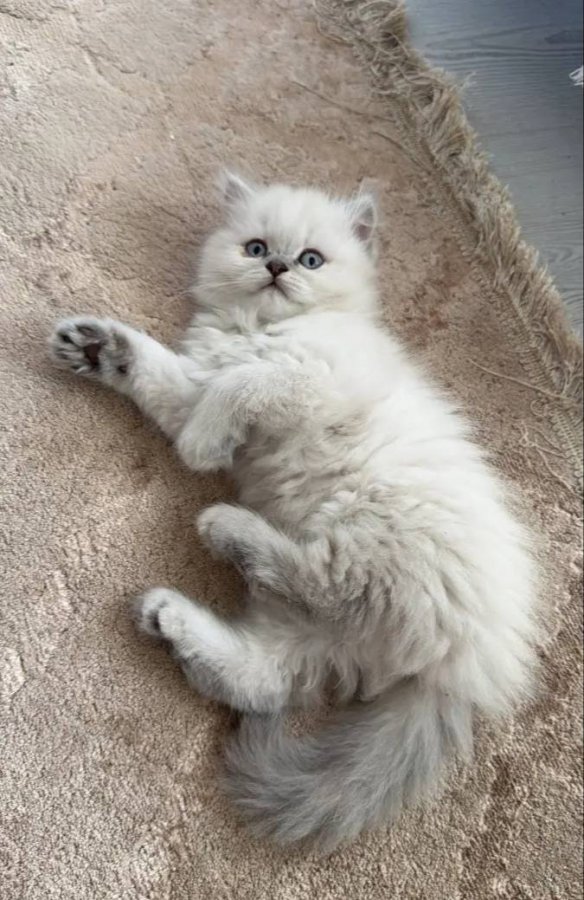 British Longhair Blue Eyes Sağlıklı Gen