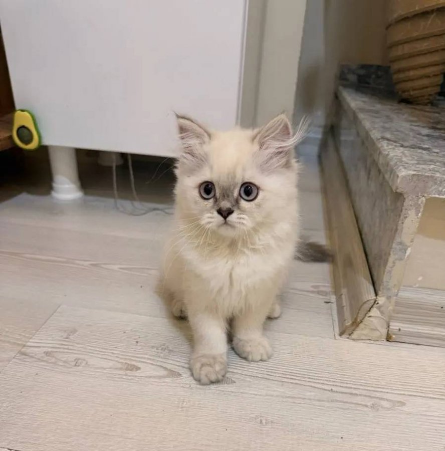 British Longhair Blue Eyes Sağlıklı Gen