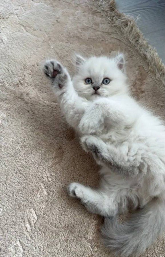 British Longhair Blue Eyes Sağlıklı Gen