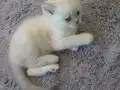 Sahibinden British Shorthair