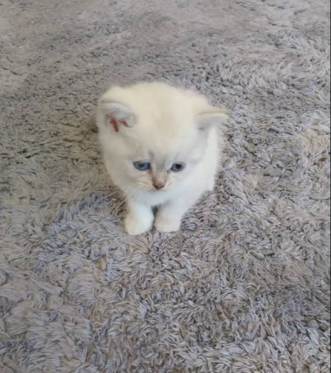 Sahibinden British Shorthair