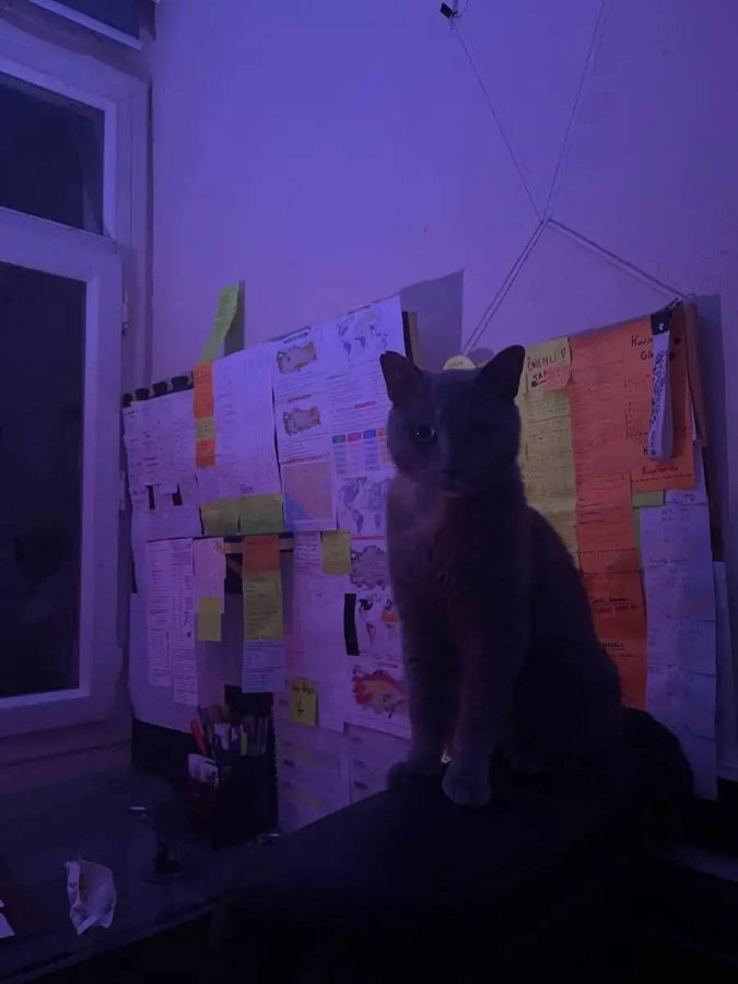 1 yaşında dişi kızımız cins kedi