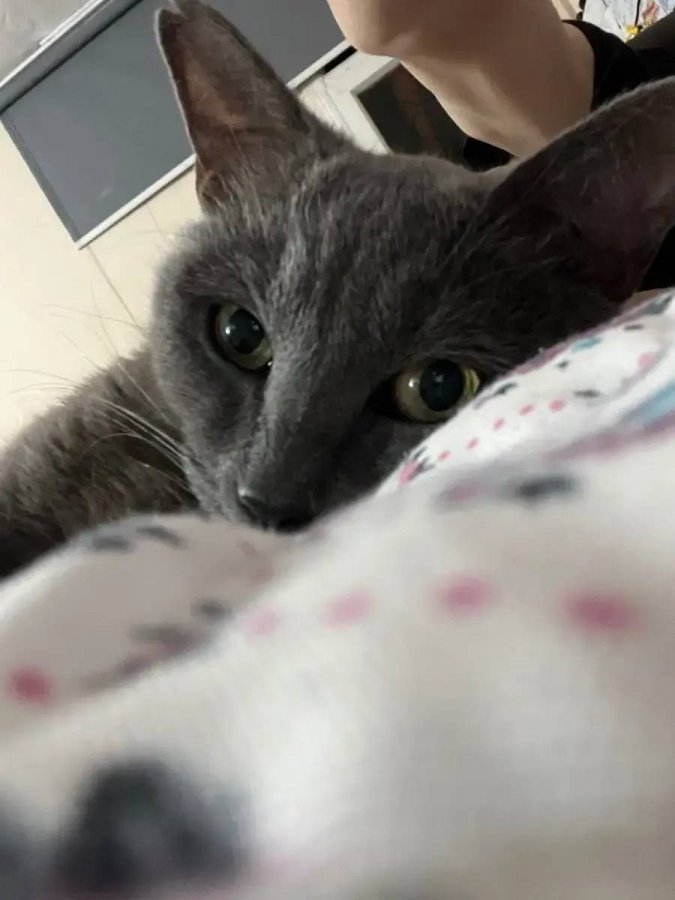 1 yaşında dişi kızımız cins kedi