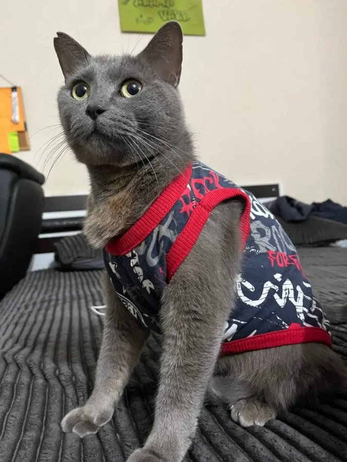 1 yaşında dişi kızımız cins kedi