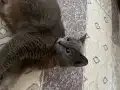 1 yaşında dişi kızımız cins kedi