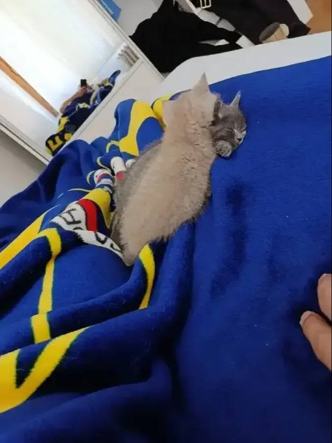 Kalıcı Yuva Arıyoruz