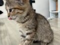 Sahiplendirme/ 2 Aylık bebek tekir