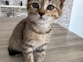 Sahiplendirme/ 2 Aylık bebek tekir