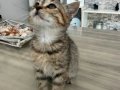 Sahiplendirme/ 2 Aylık bebek tekir