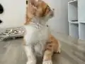2 AYLIK ERKEK SARMAN