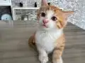2 AYLIK ERKEK SARMAN