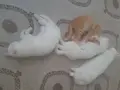 Minnaklar Sizleri Bekliyor