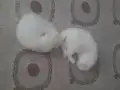 Minnaklar Sizleri Bekliyor