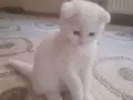 Minnaklar Sizleri Bekliyor