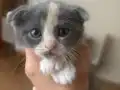 Scottish fold-British kırması düşük kulak erkek yavru gri 