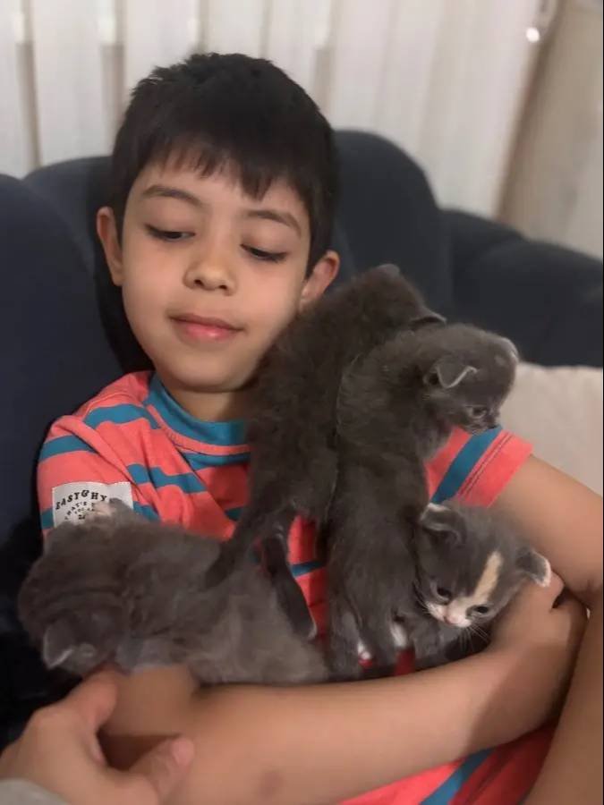 Scottish fold-British kırması düşük kulak erkek yavru gri 