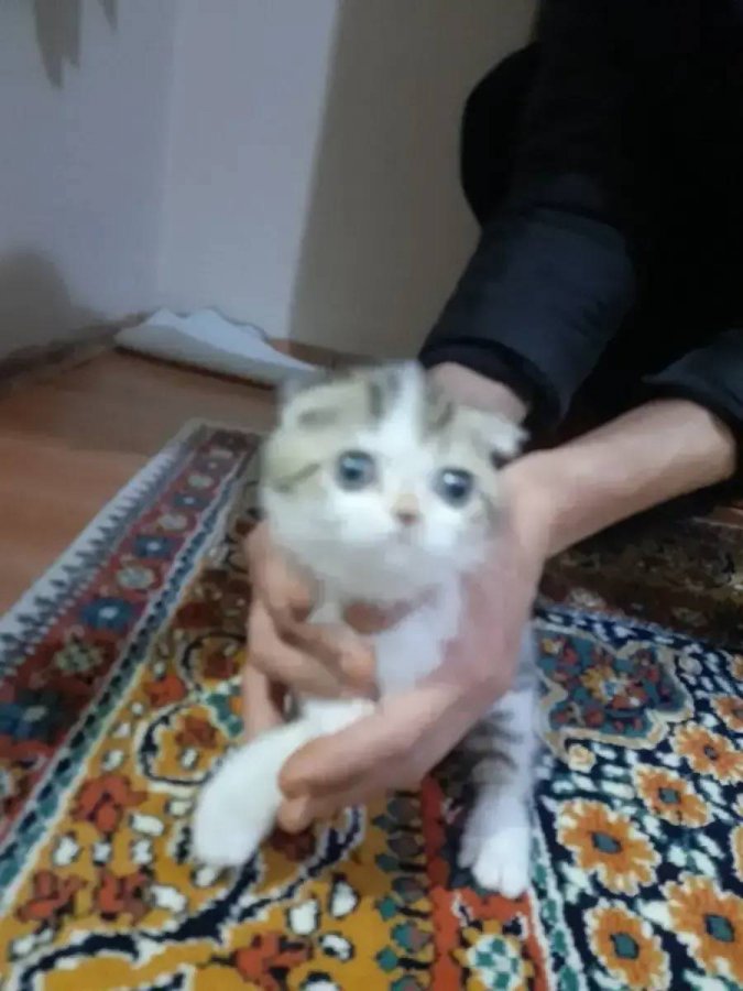 Sapsik kulaksiz