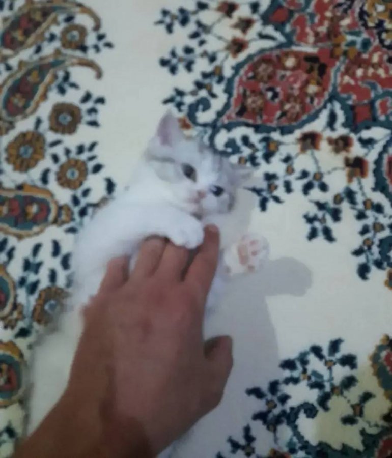 2 aylik aslan gibi erkek