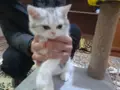 2 aylik aslan gibi erkek
