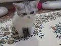 2 aylik aslan gibi erkek