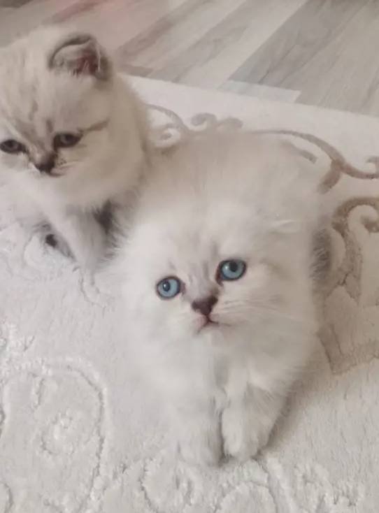 Mavi Gözlü Scottish Fold Blue Point Yavrular