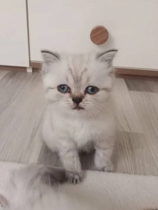 Mavi Gözlü Scottish Fold Blue Point Yavrular