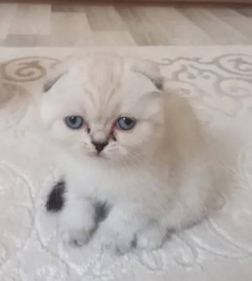 Mavi Gözlü Scottish Fold Blue Point Yavrular