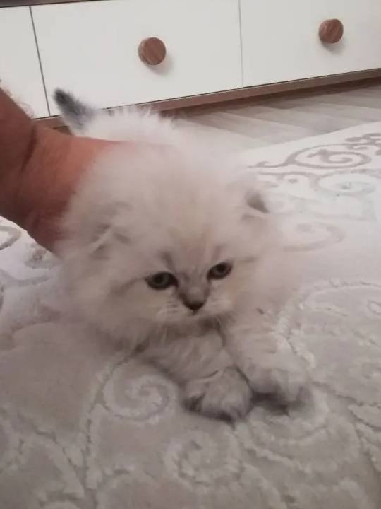 Mavi Gözlü Scottish Fold Blue Point Yavrular
