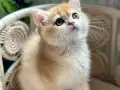 Safkan Golden British Shorthair Yavruları