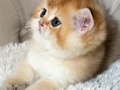 Safkan Golden British Shorthair Yavruları