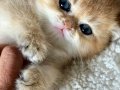 Safkan Golden British Shorthair Yavruları