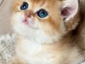 Safkan Golden British Shorthair Yavruları