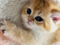 Safkan Golden British Shorthair Yavruları